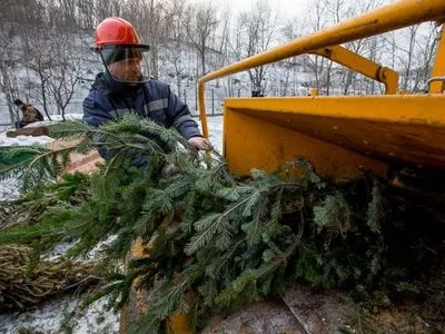 С 4 января в Киеве заработают пункты утилизации новогодних елок: перечень адресов