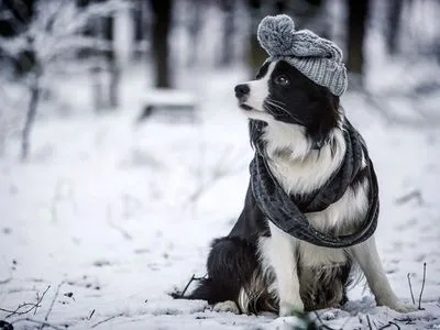 Сегодня в большинстве областей Украины ожидается мороз