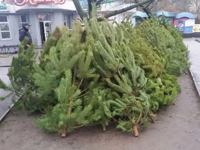 На рынках под Киевом обнаружили 300 нелегальных новогодних елок