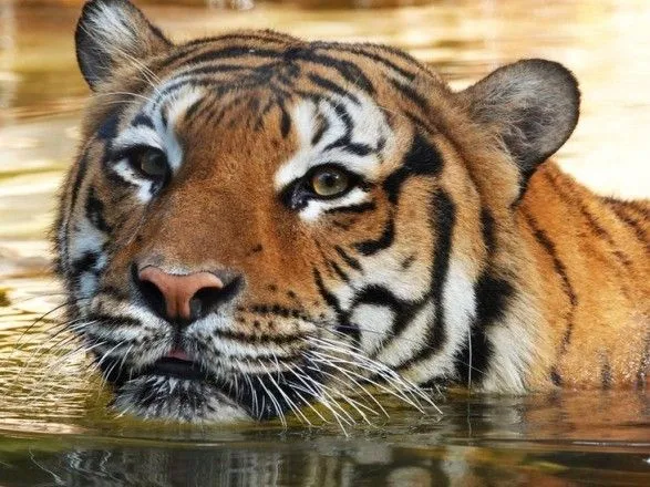 В зоопарке Флориды застрелили редкого тигра после нападения на сотрудника