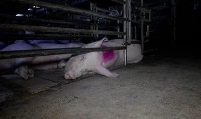 Британцы показали жестокое обращение со свиньями на фермах