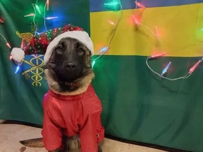 Служебные собаки таможни поздравили украинцев с праздниками