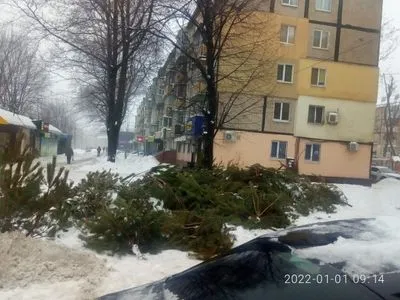 На вулицях Дніпра та Одеси розкидали непродані новорічні ялинки