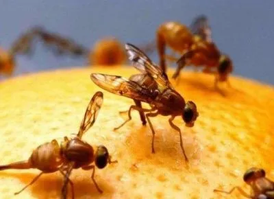 В мандаринах, которые пытались завезти на Буковину обнаружили личинки