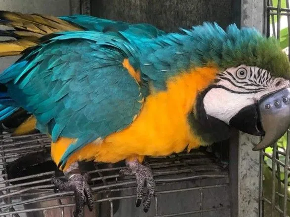 В Южной Африке попугай получил вместо сломанного клюва титановый протез