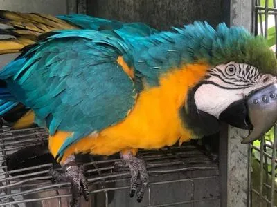 У Південній Африці папуга отримав замість зламаного дзьоба титановий протез