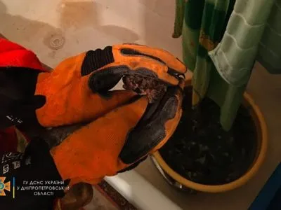 У Дніпрі кажан влетів у ванну кімнату квартири: довелось викликати рятувальників