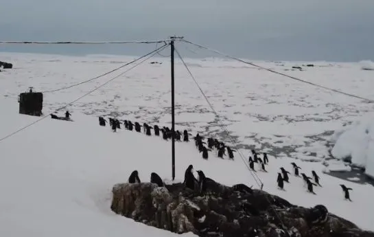 ukrayinski-polyarniki-pokazali-yak-marshiruyut-pingvini