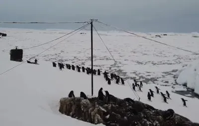 Українські полярники показали, як "марширують" пінгвіни