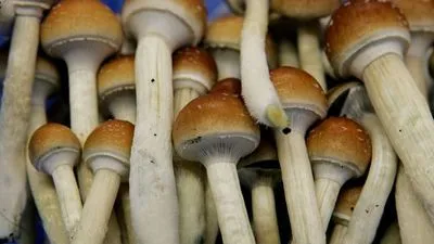 Чарівні гриби: дослідження препарату псилоцибін виявило, що його можна використовувати для лікування депресії