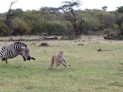 Поменялись ролями: в Кении зебра напала на гепарда