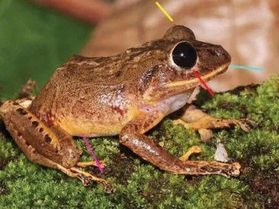Новый вид панамских лягушек назвали в честь Греты Тунберг