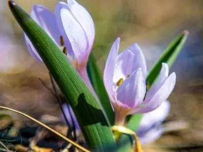 В Одеській області зацвіли рідкісні зимові квіти