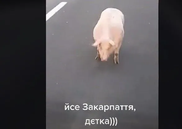 На Закарпатье свинья сбежала из автоприцепа и покорила соцсети