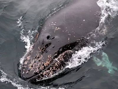 Украинские полярники поделились фотографиями горбатых китов