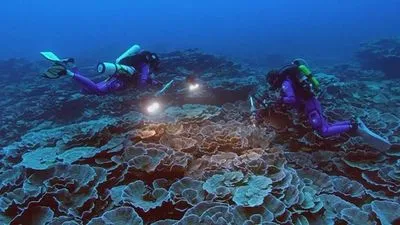 Коралловый риф, нетронутый потеплением океанов, найден у берегов Таити