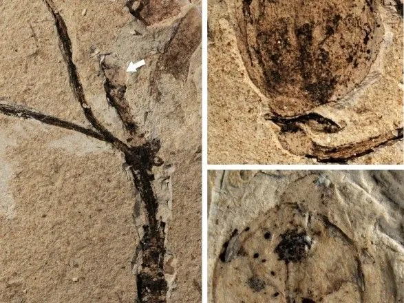 В Китае исследователи обнаружили окаменелость растения возрастом 164 млн лет