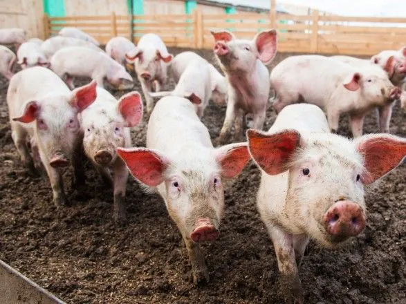 В Украине критически падает поголовье свиней - аналитики
