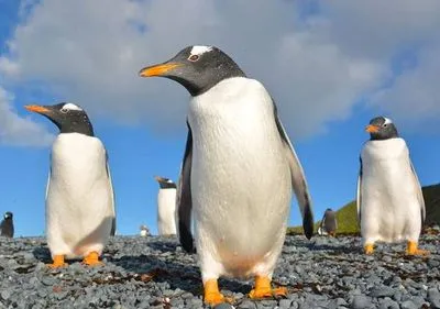 Підводне полювання: пінгвін зняв відео, як добуває їжу під водою