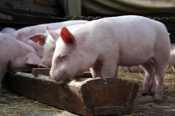 На Чернігівщині виявили чуму свиней