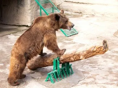 Випадок у зоопарку: в Узбекистані мама скинула доньку у вольєр з ведмедем