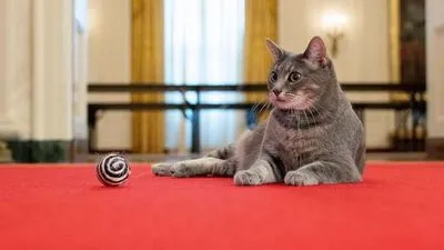 "Знакомьтесь, это Уиллоу": первая леди США показала семейного кота Байденов, который переехал в Белый Дом