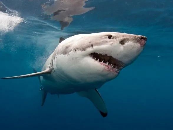 В Австралії створили гідрокостюм, стійкий до укусів акул