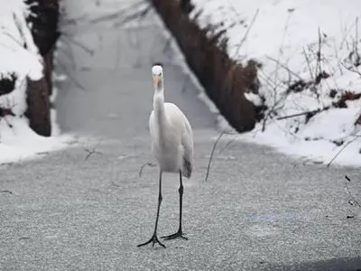 В Киеве заметили редкую птицу