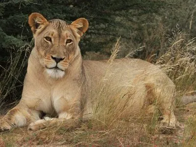 В Иране в зоопарке львица убила смотрителя и сбежала из вольера