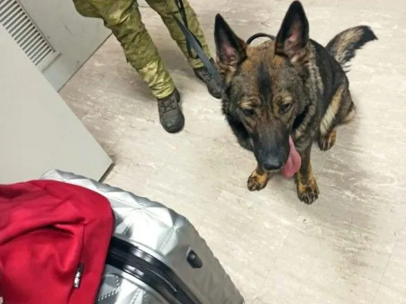 В “Борисполе” служебная собака нашла в чемоданах украинских туристов наркотические таблетки