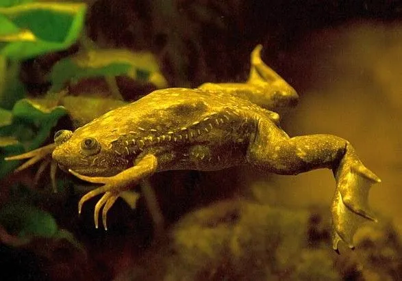 Ученым удалось восстановить лягушке утраченную конечность
