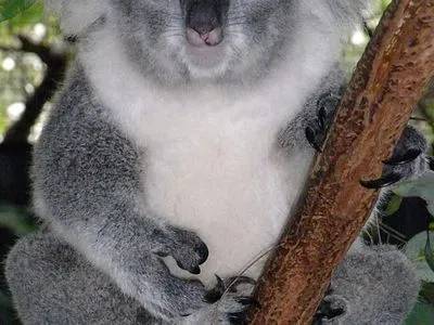 В Австралії на захист коал витратять 50 мільйонів доларів
