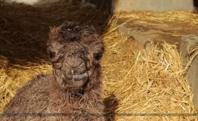 В Харьковском зоопарке родился детеныш верблюда
