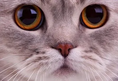 Ученые выяснили, что в процессе одомашнивания мозг кошек уменьшился