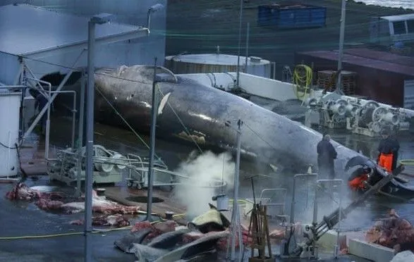 Исландия прекратит китобойный промысел в 2024 году