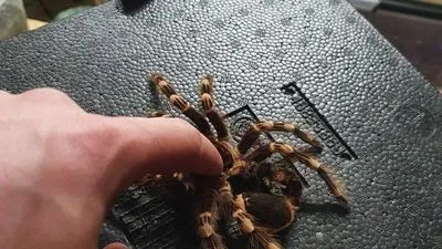 Несподівана знахідка: брюссельський наркорейд виявив тарантулів, скорпіонів і черепах