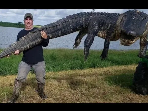 u-ssha-mislivets-zloviv-aligatora-vagoyu-ponad-400-kg