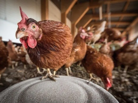 "Доголосовались": в налоговом комитете видят серьезную угрозу для производителей мяса птицы из-за нового закона