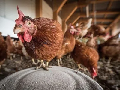 "Доголосовались": в налоговом комитете видят серьезную угрозу для производителей мяса птицы из-за нового закона