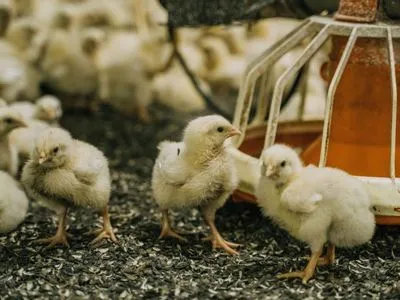 У відповідь на податковий тиск влади українські виробники м’яса птиці перейдуть у “тінь” - Асоціація