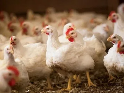 Опустошение украинских сел и импорт курятины: в УКАБ назвали последствия налогового давления властей на птицеводов