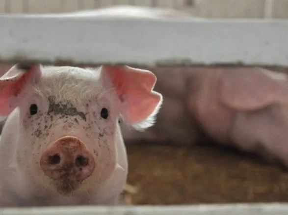 Чуму свиней обнаружили возле столицы