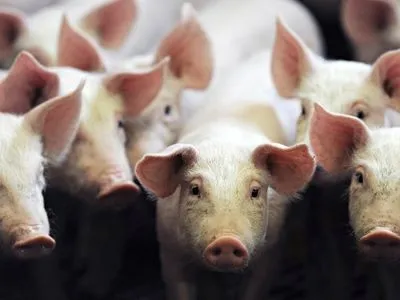 Чума свиней добралася до житомирських в’язнів