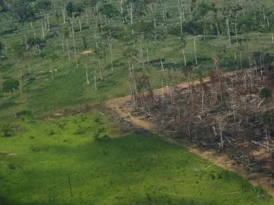 Вырубка лесов в тропических лесах Амазонки в Бразилии достигла рекордного уровня