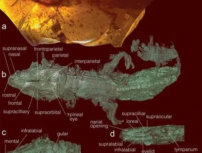 В Мьянме исследователи обнаружили в куске янтаря ящерицу, которой более 100 млн лет