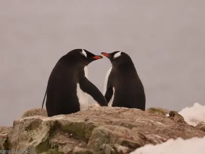 Ко Дню святого Валентина украинские полярники показали фото влюбленных пингвинов