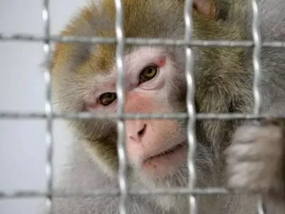 На компанію Маска Neuralink подали до суду за жорстоке поводження з мавпами