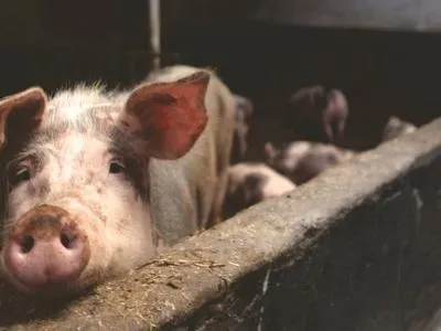 Антисанітарія та токсини: Держпродспоживслужба виявила підпільне виробництво свинини