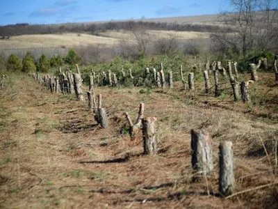 150 тисяч дерев спиляно під Одесою, – екоактивісти