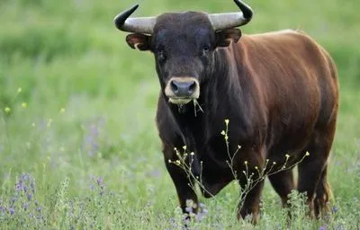 У США бик напав на учасника велогонки